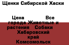 Щенки Сибирской Хаски › Цена ­ 20 000 - Все города Животные и растения » Собаки   . Хабаровский край,Комсомольск-на-Амуре г.